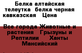 Белка алтайская телеутка, белка черная кавказская › Цена ­ 5 000 - Все города Животные и растения » Грызуны и Рептилии   . Ханты-Мансийский